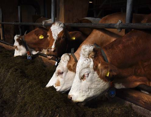 50 Milchkühe wohnen aktuell im großzügigen Blochberger'schen Freilaufstall. Momentan genießt die Herde ihr feines Futter: Wiese, Heu und Grassilage stehen am Speiseplan. Mmm...uh!