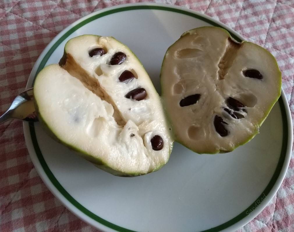 Cherimoya