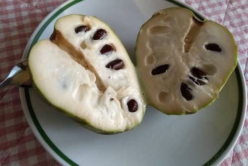 Cherimoya Cherimoya