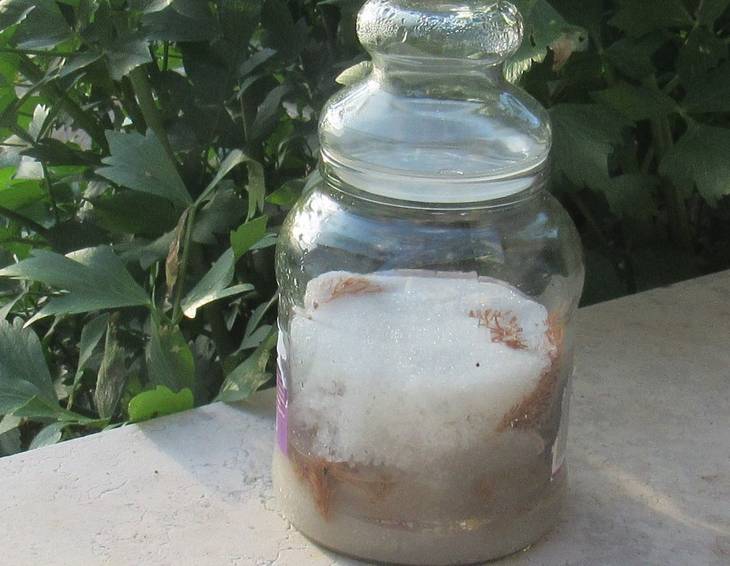 Tannenwipferl-Sirup Tannenwipferl-Sirup