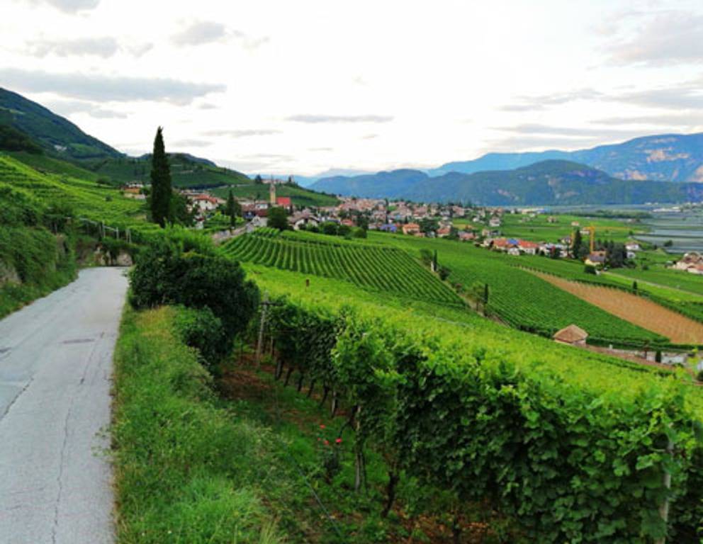 Dem Gewürztraminer auf der Spur... 🍇🍷