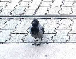 Hallo, kleine KrÀhe! Schaut sie nicht wahnsinnig elegant und verrucht aus, mit ihren dunklen Knopfaugen und ihrem dezenten schwarz-grauen Federkleid? Hallo, kleine KrÀhe! Schaut sie nicht wahnsinnig elegant und verrucht aus, mit ihren dunklen Knopfaugen und ihrem dezenten schwarz-grauen Federkleid?