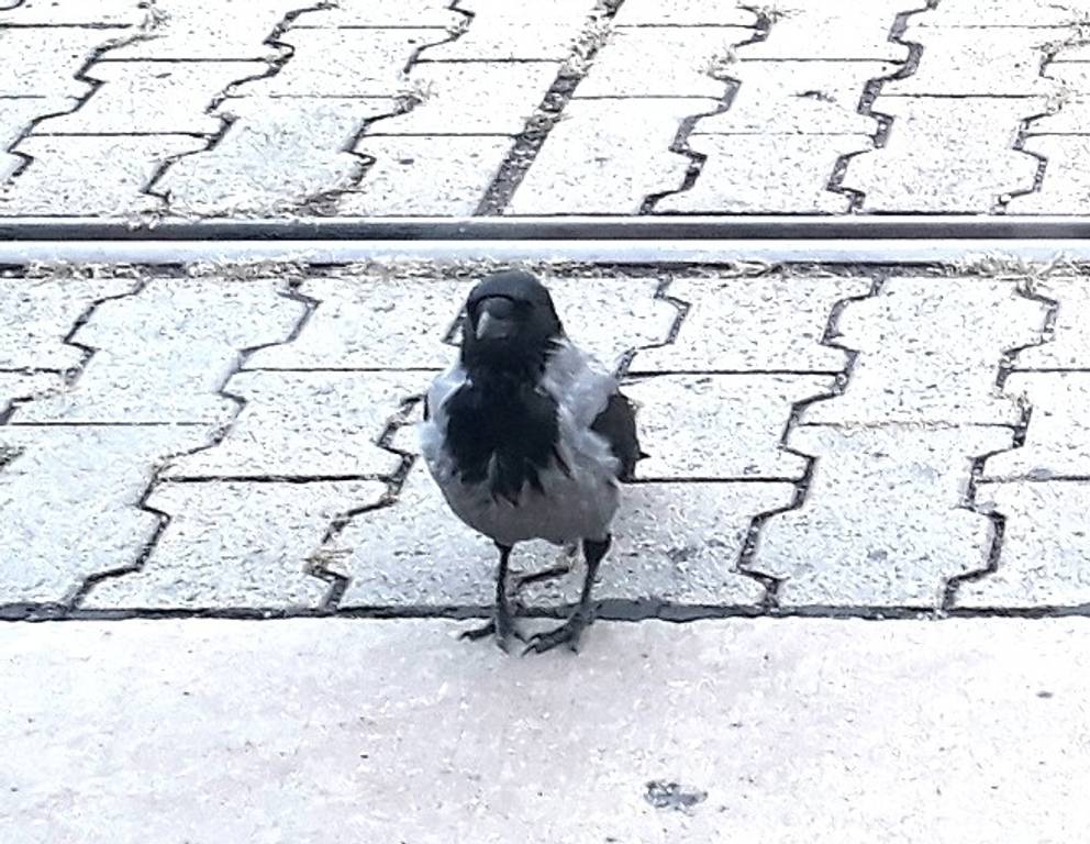 Hallo, kleine Krähe! Schaut sie nicht wahnsinnig elegant und verrucht aus, mit ihren dunklen Knopfaugen und ihrem dezenten schwarz-grauen Federkleid?