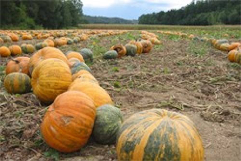 Kürbisse am Feld Kürbisse am Feld