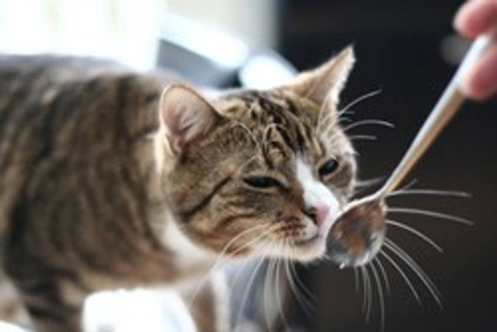 Kochen und backen für Katzen Kochen und backen für Katzen