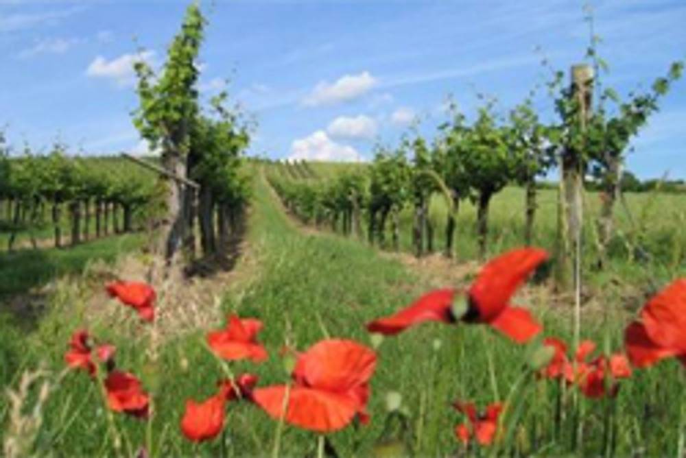 Weingarten mit Mohn im Weinviertel