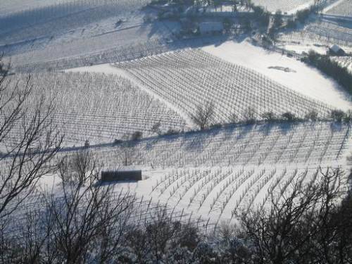 Aussicht vom Kahlenberg auf die winterlichen Weingärten