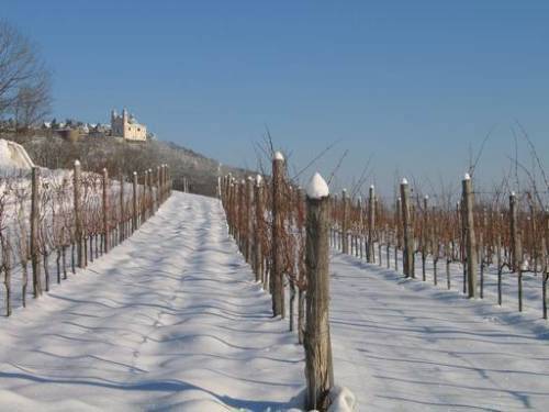 Verschneiter Weingarten auf der Kahlenberger Strasse