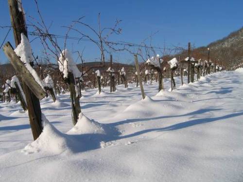 Verschneiter Weingarten auf der Kahlenberger Strasse