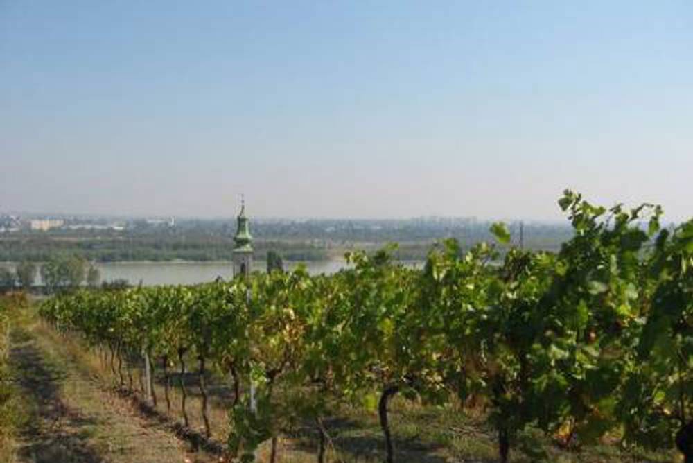 Wiener Wein - Gemischter Satz DAC Wiener Wein - Gemischter Satz DAC