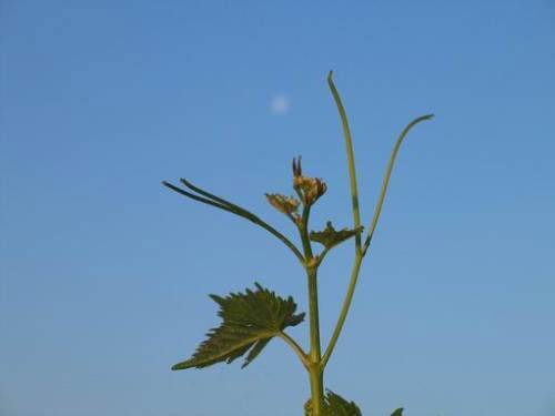 Gamlitz-Sernau - Weinrebe