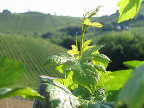 Nähe Ratsch - Weinrebe