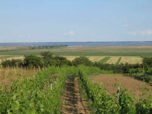 Breitenbrunn: Aussicht auf den Neusiedlersee 