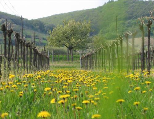 Donnerskirchen-Purbach