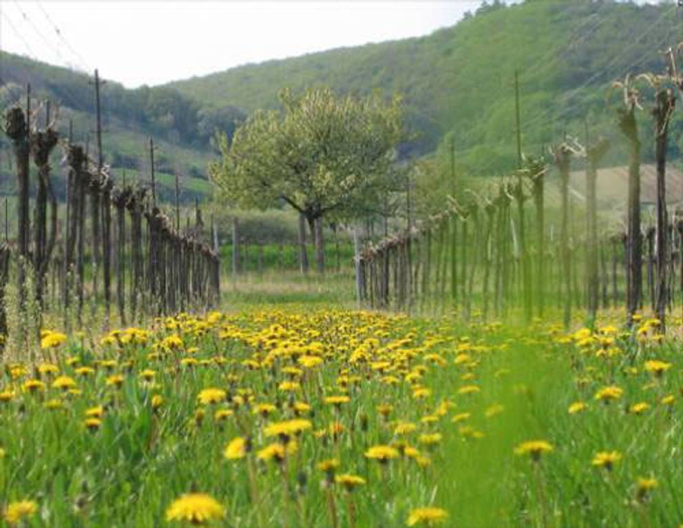 Donnerskirchen-Purbach Donnerskirchen-Purbach