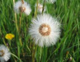 Donnerskirchen-Purbach - Löwenzahn Donnerskirchen-Purbach - Löwenzahn