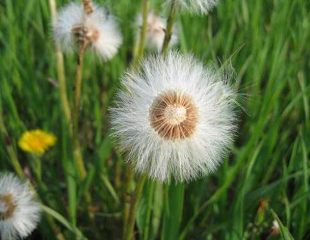 Donnerskirchen-Purbach - Löwenzahn Donnerskirchen-Purbach - Löwenzahn