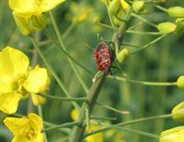 Donnerskirchen-Purbach - Raps Donnerskirchen-Purbach - Raps