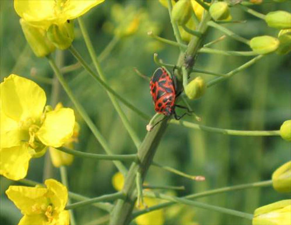 Donnerskirchen-Purbach - Raps Donnerskirchen-Purbach - Raps