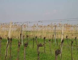 Donnerskirchen-Purbach - Weingarten/Schilf Donnerskirchen-Purbach - Weingarten/Schilf