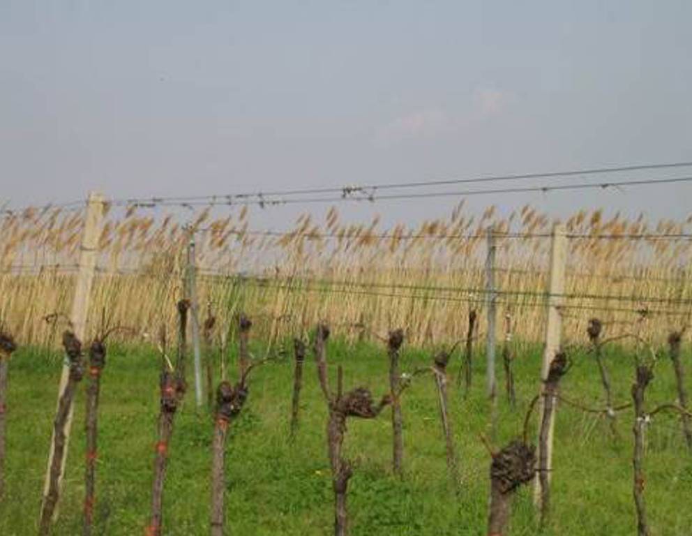 Donnerskirchen-Purbach - Weingarten/Schilf Donnerskirchen-Purbach - Weingarten/Schilf