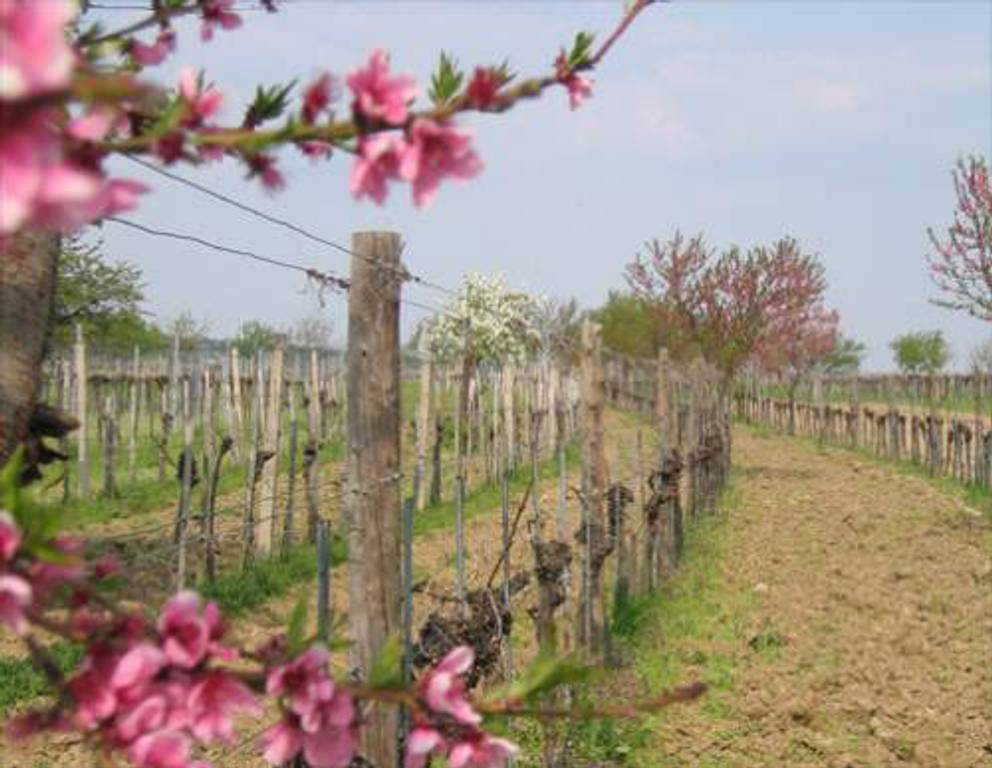 Donnerskirchen - Weingarten Donnerskirchen - Weingarten