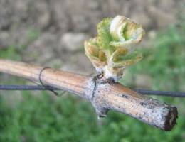 Donnerskirchen - Weinstock Donnerskirchen - Weinstock