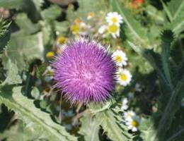 Jois-Winden - Distel Jois-Winden - Distel