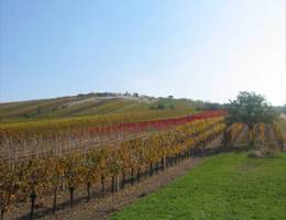 Jois-Winden - Weingarten Jois-Winden - Weingarten