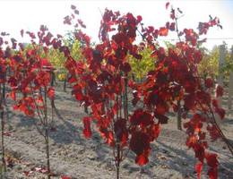 Jois-Winden - Weingarten Jois-Winden - Weingarten