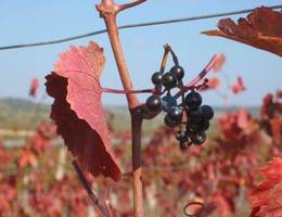 Jois-Winden - Weingarten Jois-Winden - Weingarten