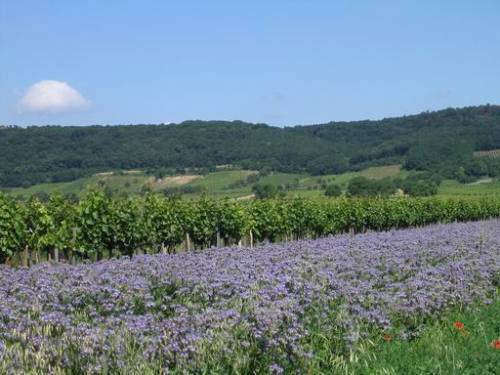 Jois-Winden - Violettes Feld/Weingarten