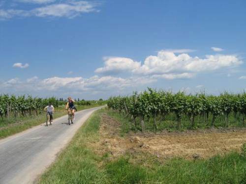 Mörbisch-Rust - Radfahrer