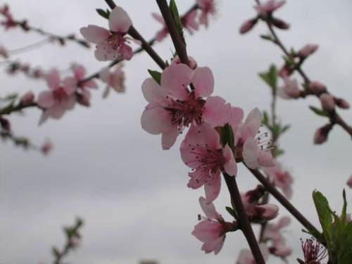 Neusiedel am See-Jois - Kirschblüte