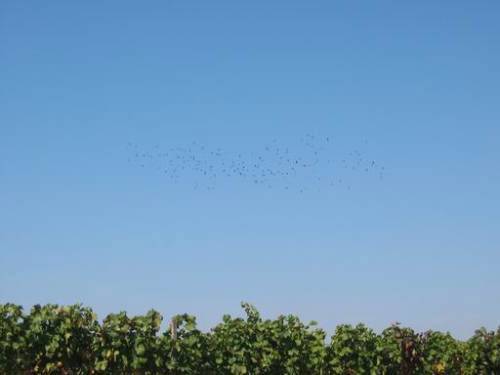 Apetlon - Vogelschwarm im Weingarten