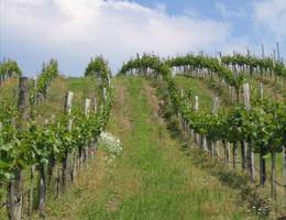 Neckenmarkt - Bodigrabenweg Neckenmarkt - Bodigrabenweg