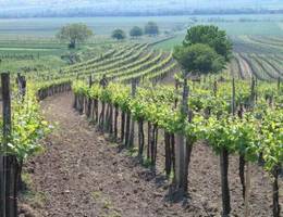 Wulkaprodersdorf - Weingarten/Güterweg Wulkaprodersdorf - Weingarten/Güterweg