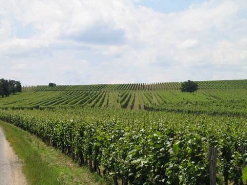 Weingärten zwischen Horitschon und Raiding