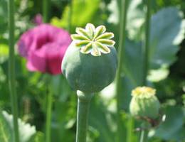 Nähe Wulkerprodersdorf Nähe Wulkerprodersdorf