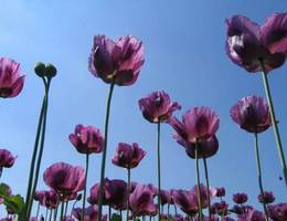 Nähe Wulkerprodersdorf - Mohnfeld Nähe Wulkerprodersdorf - Mohnfeld