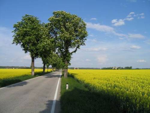 Grafenegg-Wagram - Landstraße