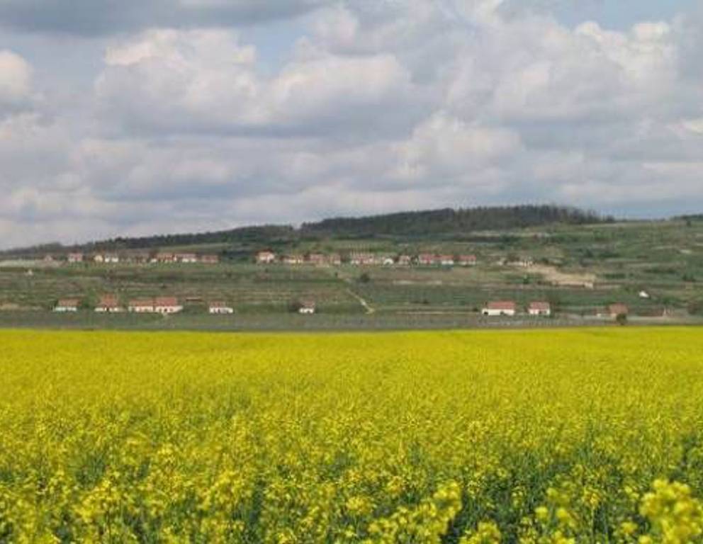 Grafenegg-Wagram - Rapsfeld Grafenegg-Wagram - Rapsfeld