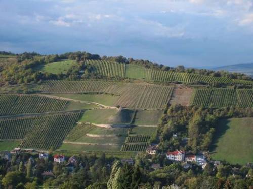 Kahlenberg - Weidling