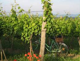 Mannersdorf - Rochuskapelle/ Weingarten Mannersdorf - Rochuskapelle/ Weingarten