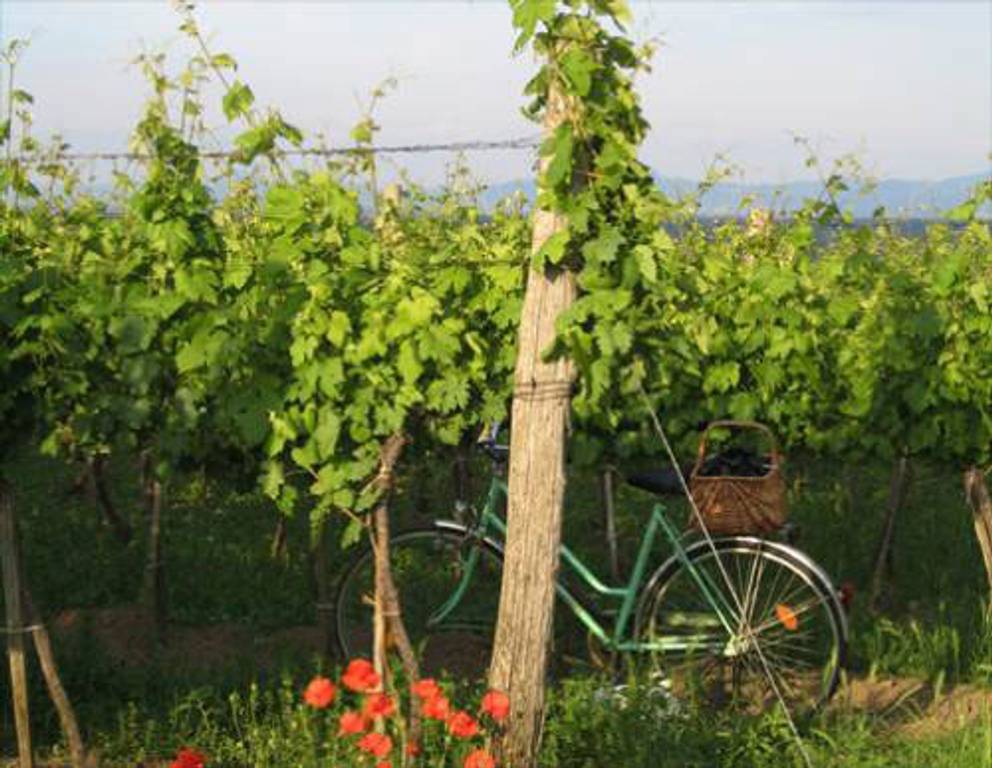 Mannersdorf - Rochuskapelle/ Weingarten Mannersdorf - Rochuskapelle/ Weingarten