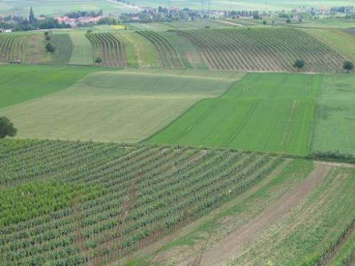 Nähe Haugsdorf - Weingärten im Pulkautal