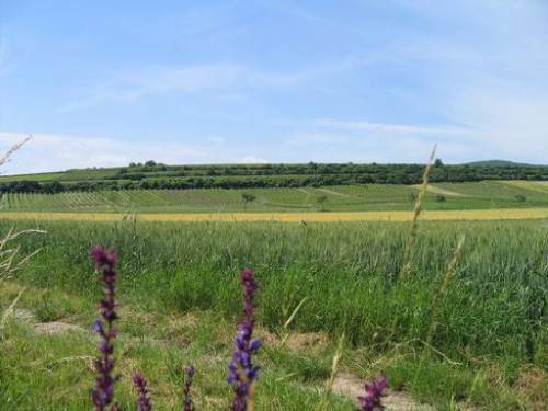 Nähe Mailberg - Weingärten