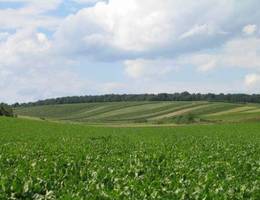 Nähe Mannersdorf - Felder Nähe Mannersdorf - Felder