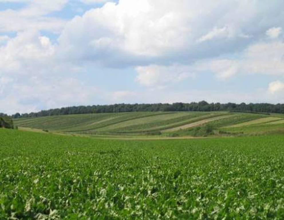 Nähe Mannersdorf - Felder Nähe Mannersdorf - Felder