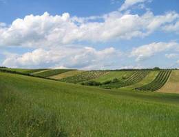 Nähe Mannersdorf - Weingärten Nähe Mannersdorf - Weingärten